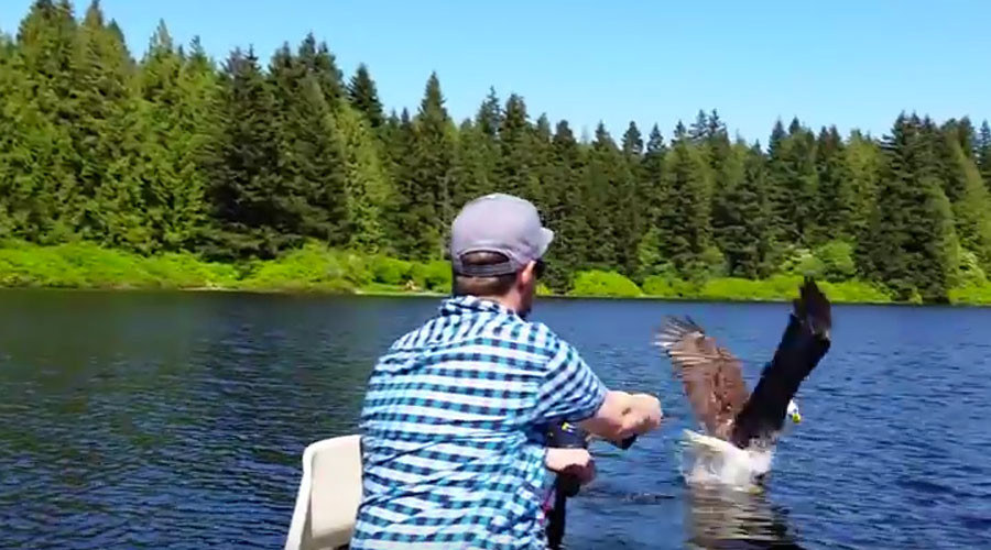 U-S-A! Bald eagle snatches fish off the line from Canadian angler (VIDEO)