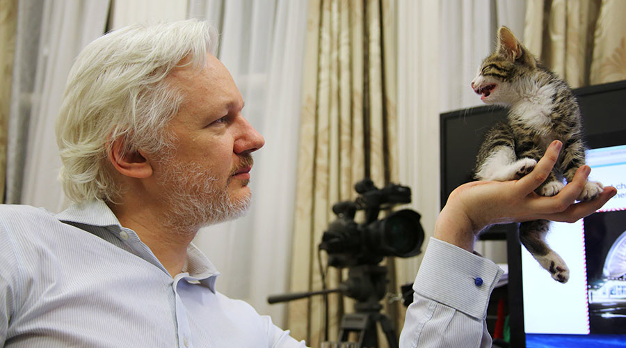 #Counterpurrveillance: WikiLeaks’ Julian Assange reveals tiny kitten companion in embassy (PHOTO)