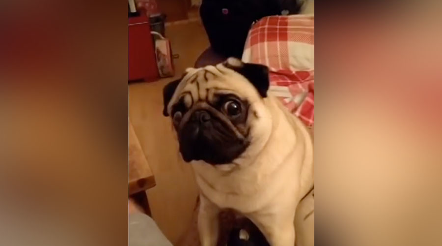 Man arrested after teaching girlfriend’s pug to perform Nazi salute (OFFENSIVE)