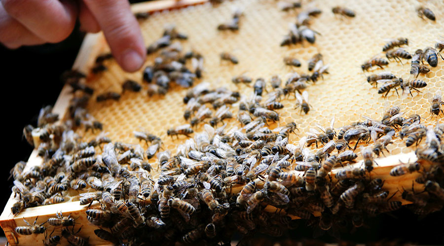 The US consumes $15 billion  worth of food pollinated by bees. © Fabrizio Bensch