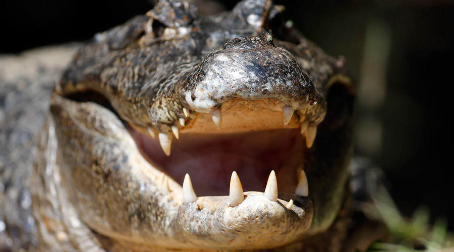 Alligator bites off arm of Florida man trying to flee the cops