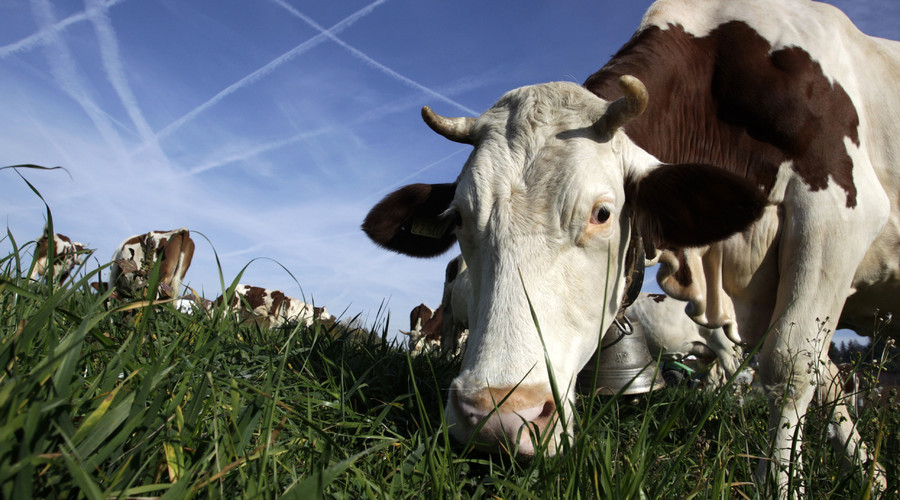 Less cowbell: Swiss farmer defies court order to silence his noisy cows