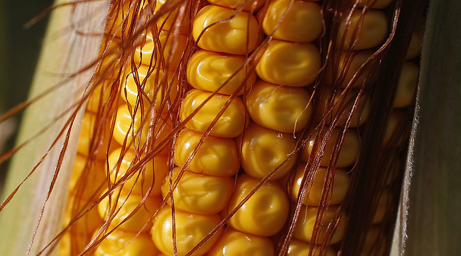 GMO crops not harming human health, but not boosting yields – report