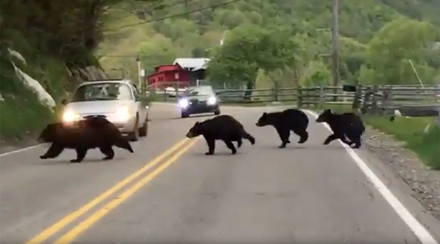 If you go down to the woods today: Bear family goes viral (VIDEO)