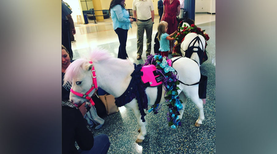 Unicorns, clowns, & music: US airports struggle to ease frustration amid long TSA lines