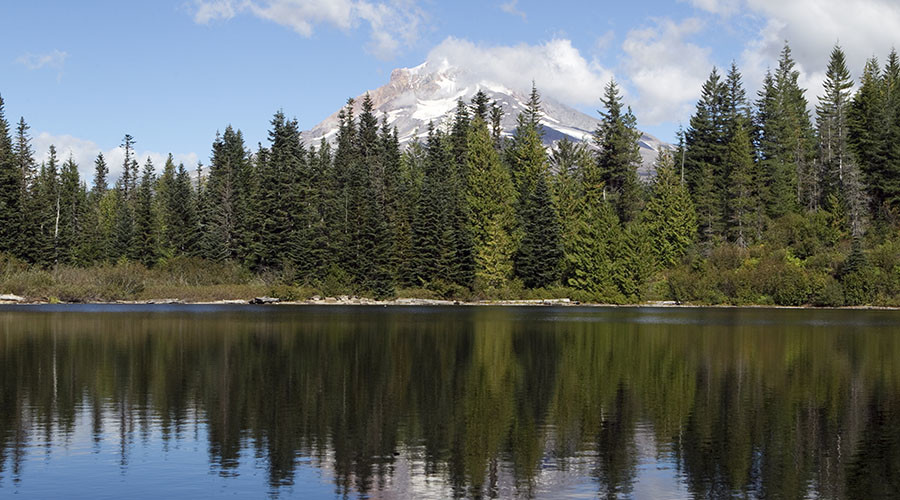 Eco activists protest BLM’s plans to cut down forests in Oregon, cry climate change risks