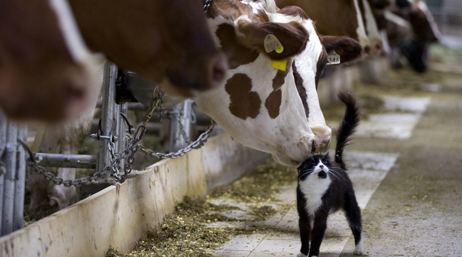 Thai & Chinese investors to build $1bn dairy plant in Russia
