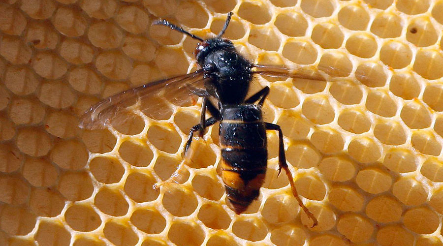 Death sting: Asian hornets potentially lethal to humans may have arrived in the UK