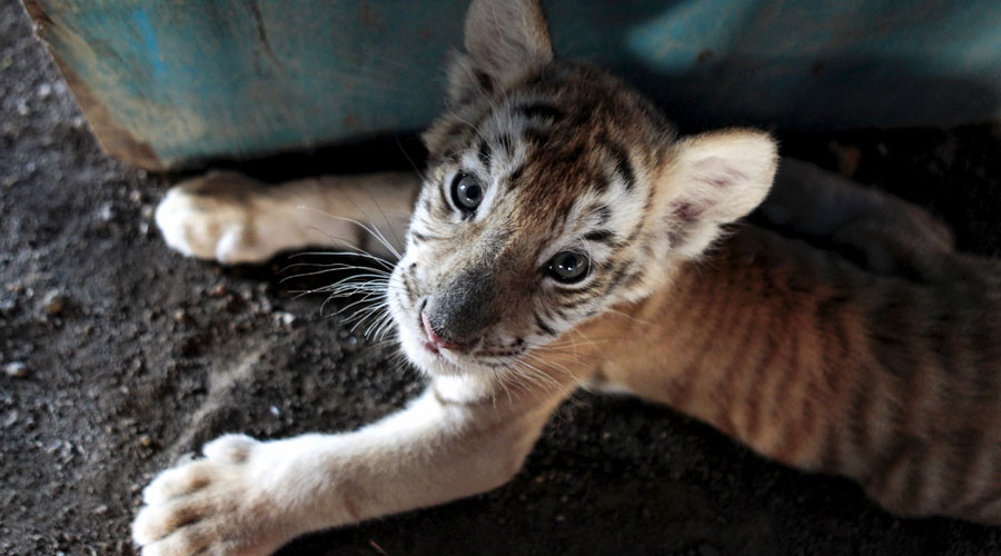 Four tiny tiger cubs found frozen in Vietnam animal smuggling op (GRAPHIC PHOTO)