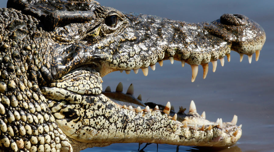 72yo fights off crocodiles with spanners in vain attempt to save drowning friend