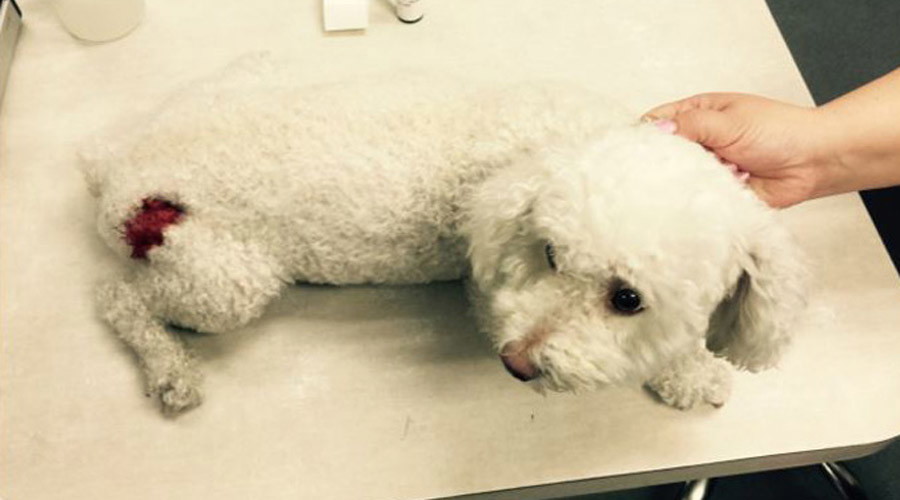 Naked man’s 5 dogs kill poodle owned by ‘Muslim terrorist pr*ck’