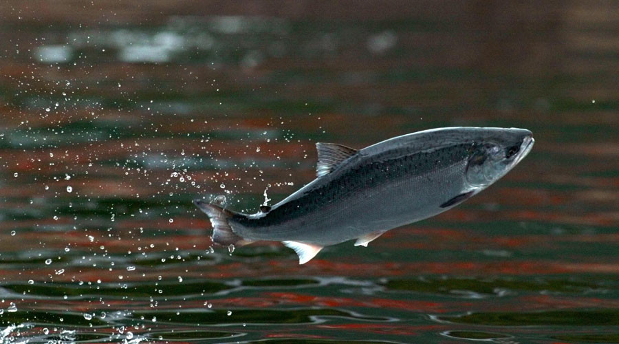 Canada approves 'safe and nutritious' genetically modified salmon