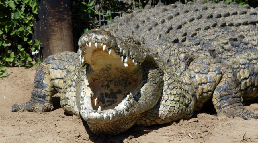 Killer Nile Crocodiles Are In Florida – And No One Knows How They Got 