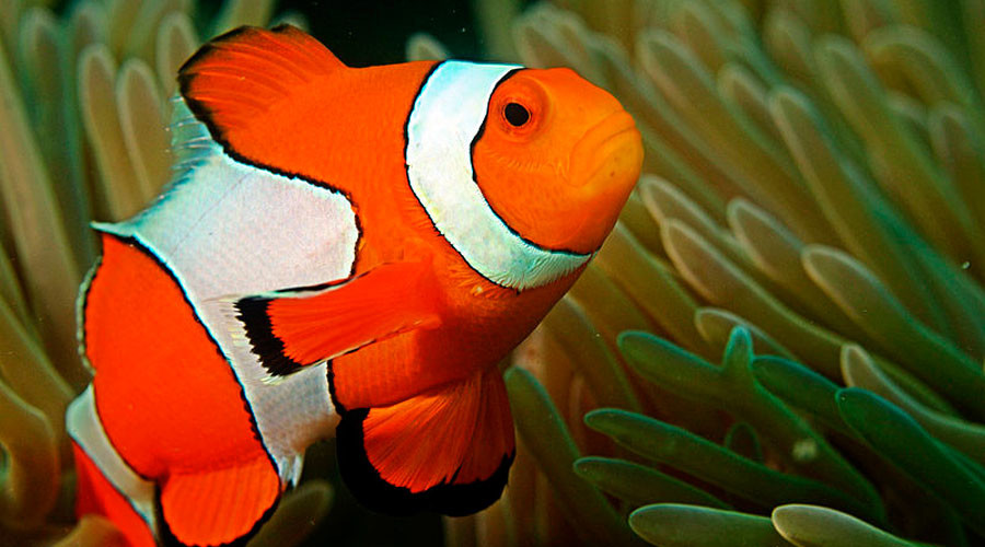 Killing Nemo: Hype over Disney sequel could damage exotic fish populations