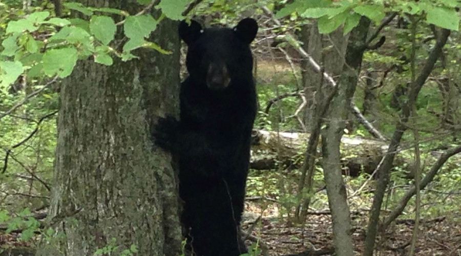 Bear beats Yellow Jackets, leading to NC school lockdown