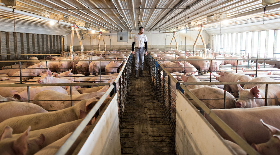 'A warning to other states': PETA wins $250,000 over Idaho ‘Ag-gag’ case
