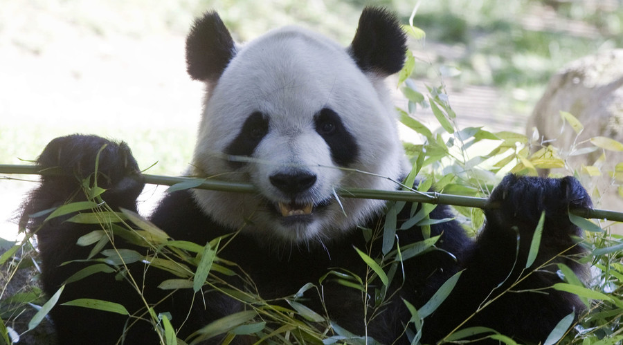 Pandas doomed? Study finds bamboo digestion may affect their sex lives