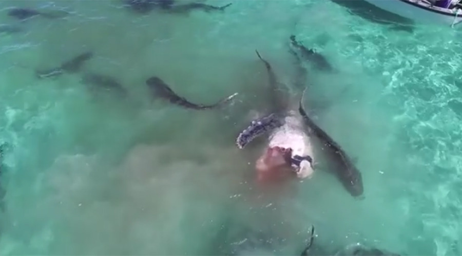 Feeding Frenzy: Epic shark dinner party in Western Australia (VIDEO)