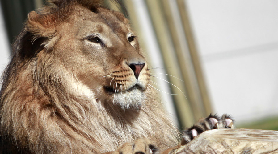 Here, fluffy! Lions, cobras & crocs among 100s of dangerous animals Brits keep as pets
