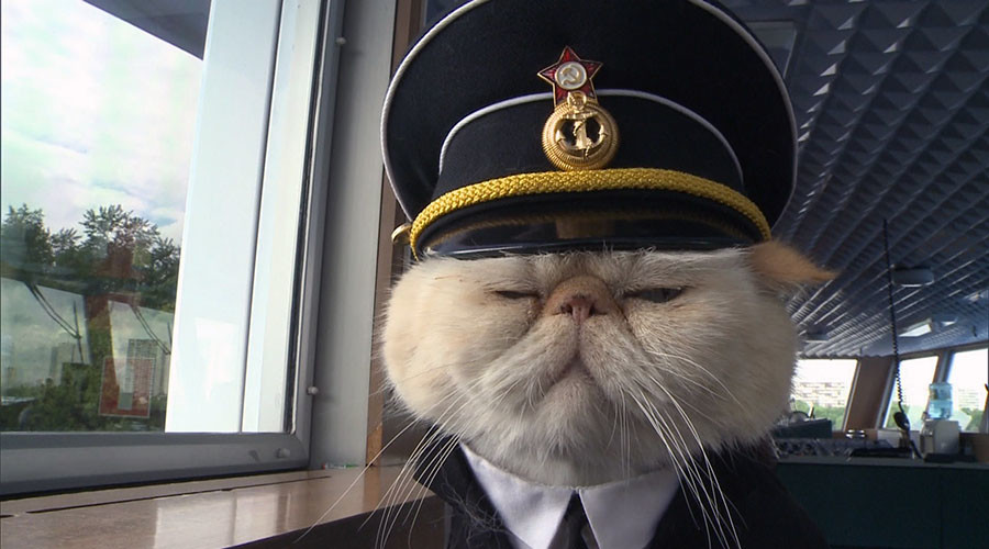 Russian sailor cats melt hearts of passengers cruising between Moscow and St. Petersburg (PHOTOS)