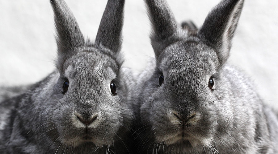 Record fine levied against biotech firm for research-animal abuse