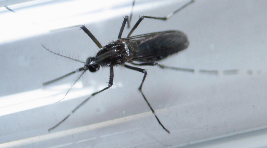 ‘A massive policy failure’: UN-body admits its fault for Zika virus spread