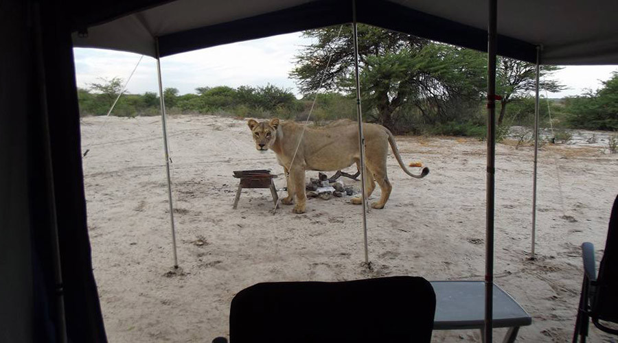 Inches from death: Stunned campers wake to find lions licking their tent (VIDEO)
