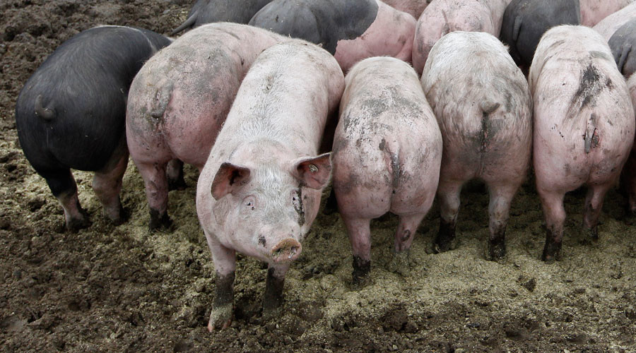 American energy firm looks to power up on pig poo