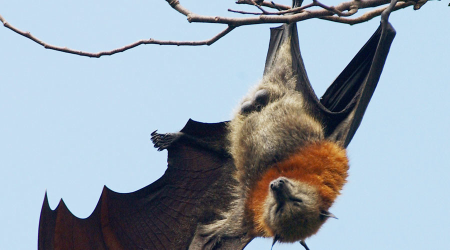 Batsh*t crazy! Swarm of 100,000 bats invades Australian town (VIDEO)