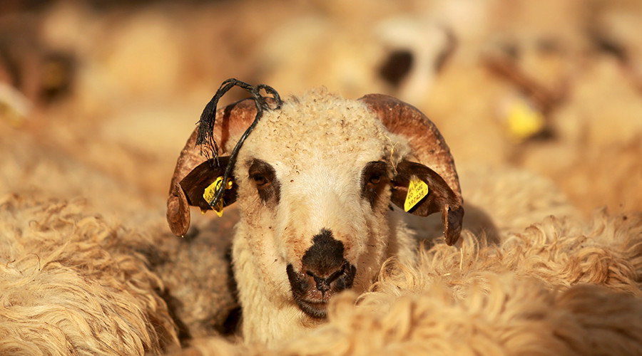 ‘Psychotic ram-page’ feared after sheep eat cannabis plants