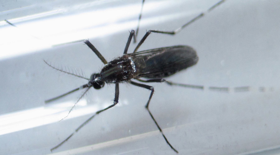 Intl medical community urges WHO to ‘postpone or move’ Brazil Olympics over Zika threat