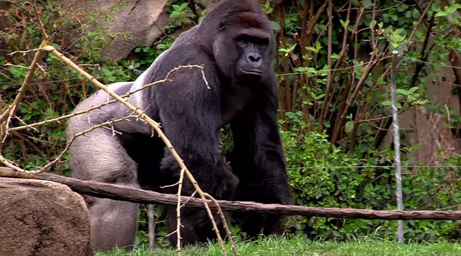 Cincinnati Zoo gorilla killed after 4yo kid falls into exhibit moat (VIDEO)