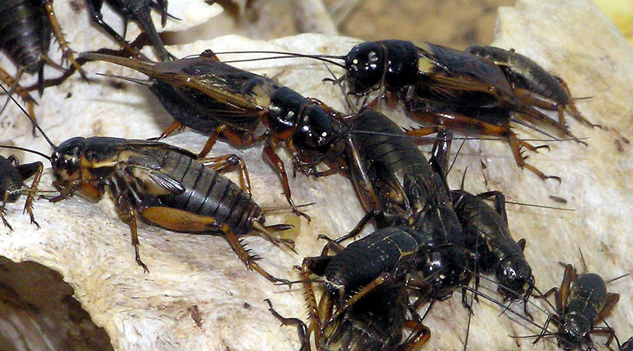 'We're popularizing insect-eating': Japanese uni crowdfunds cricket farming tech
