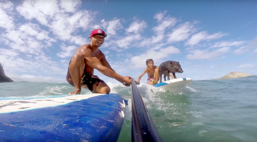 Tiny piglet surfs the waves like a pro in Hawaii (VIDEO)