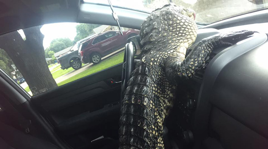 Alligator gets behind the wheel of captor's car (VIDEO)