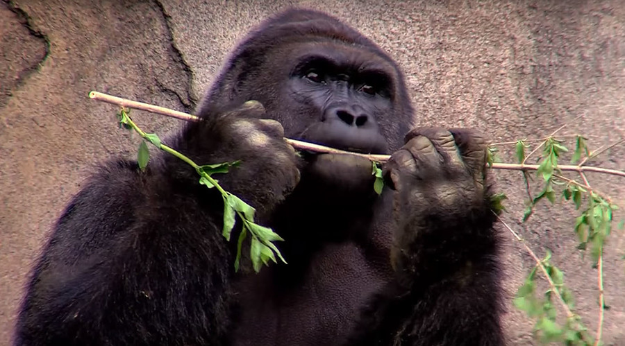‘Parental negligence’: Thousands sign petitions condemning killing of Cincinnati Zoo gorilla