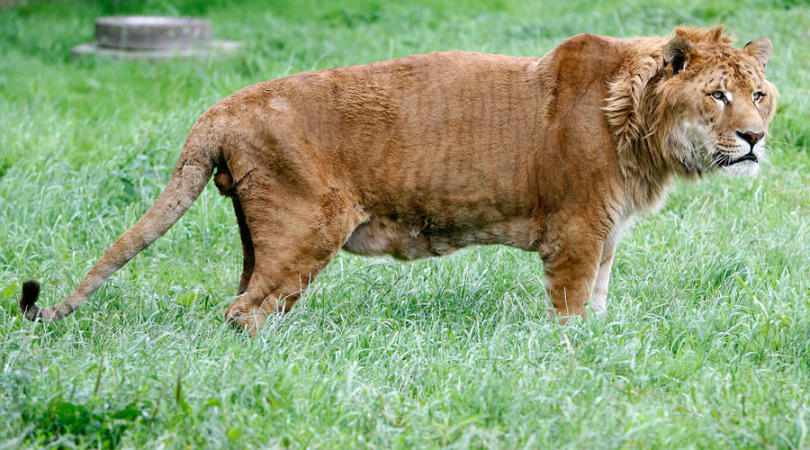 QUIZ: Can you guess these amazing hybrid animals?