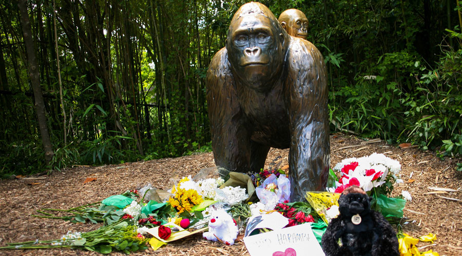 Criminal charges possible amid public outcry over Cincinnati gorilla death
