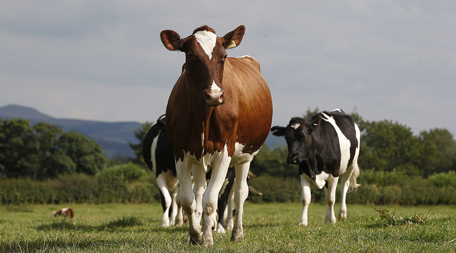 Finland’s Valio dairy closes factory due to Russian food embargo