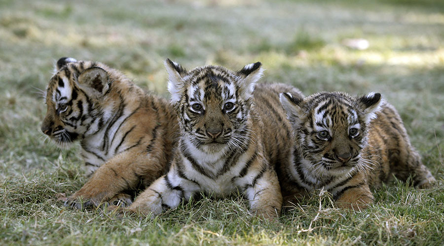 40 dead tiger cubs found in freezer at controversial Thai ‘Tiger Temple’ (GRAPHIC PHOTOS, VIDEO)