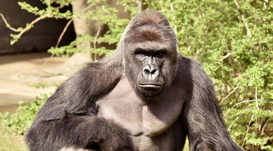 Cincinnati Police launch probe into family of child who fell into zoo’s gorilla enclosure