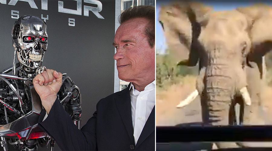 Arnold Schwarzenegger captures close encounter with enraged elephant on safari (VIDEO)