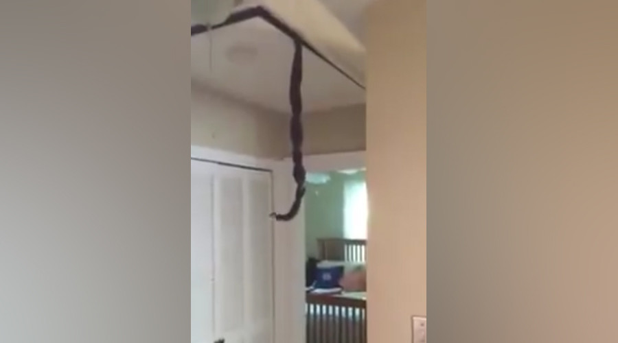 Snakes shock homeowner by tumbling from ceiling in tangled lovers’ embrace (VIDEO)