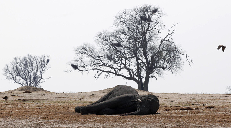 Near-total ivory ban issued in US to protect endangered African elephants