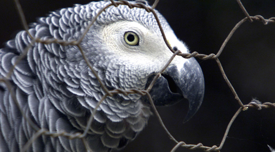 ‘Don’t f**king shoot’: Parrot singing like a canary over unsolved Michigan murder (VIDEO)