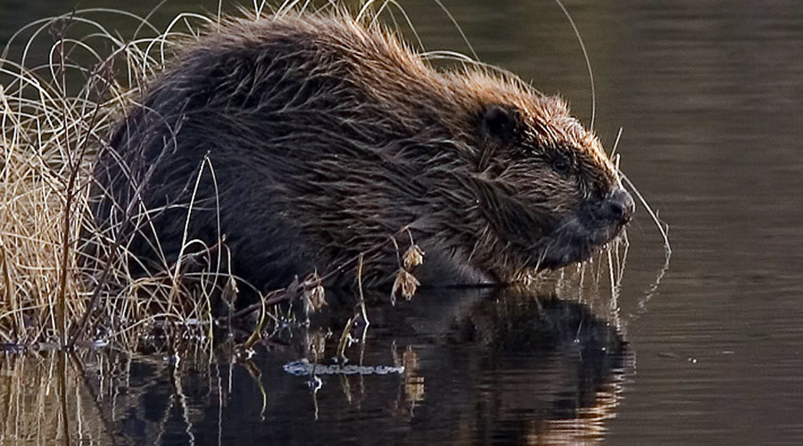 Beavers cause $850,000 of damage to Austrian town