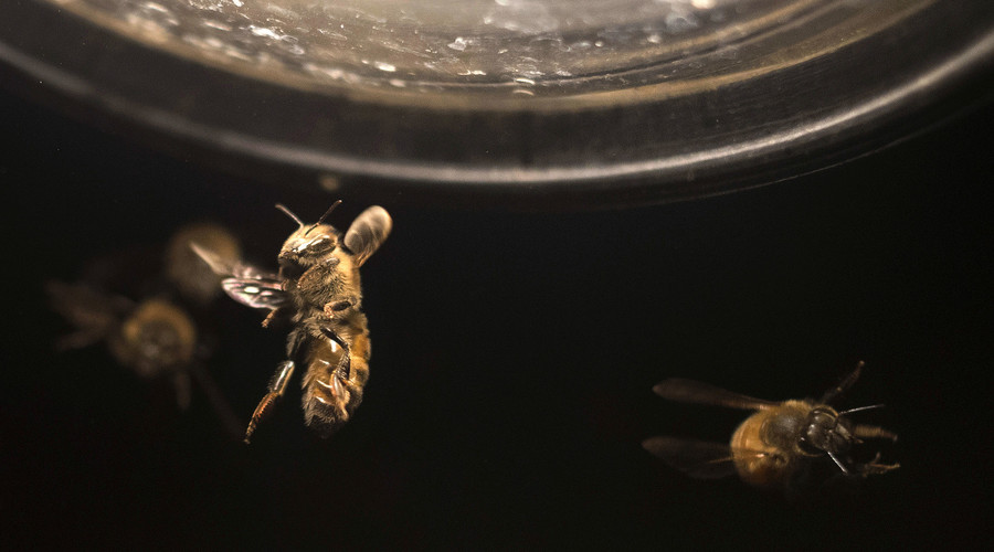Killer bee attack in Texas leaves one man injured & family dogs dead