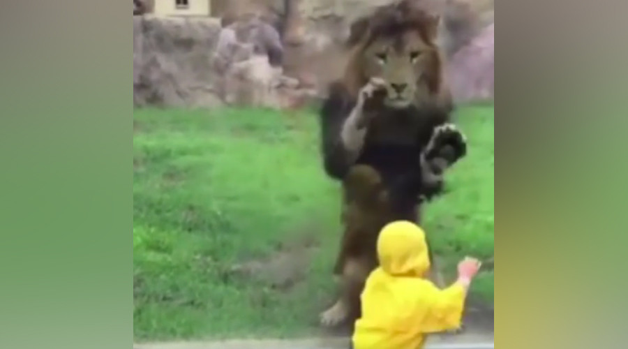 Lion eyes toddler for lunch, smashes headfirst into enclosure glass (VIDEO)