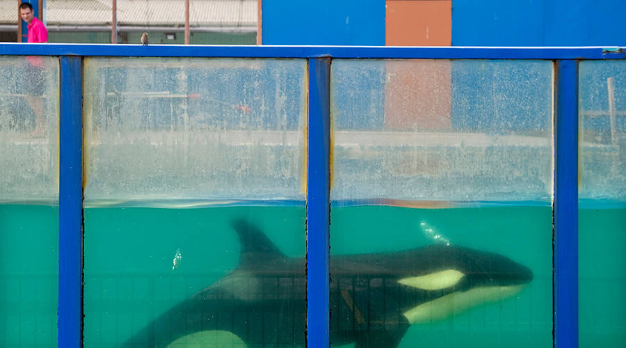 Suspected suicide attempt by SeaWorld Orca shocks tourists (VIDEO)