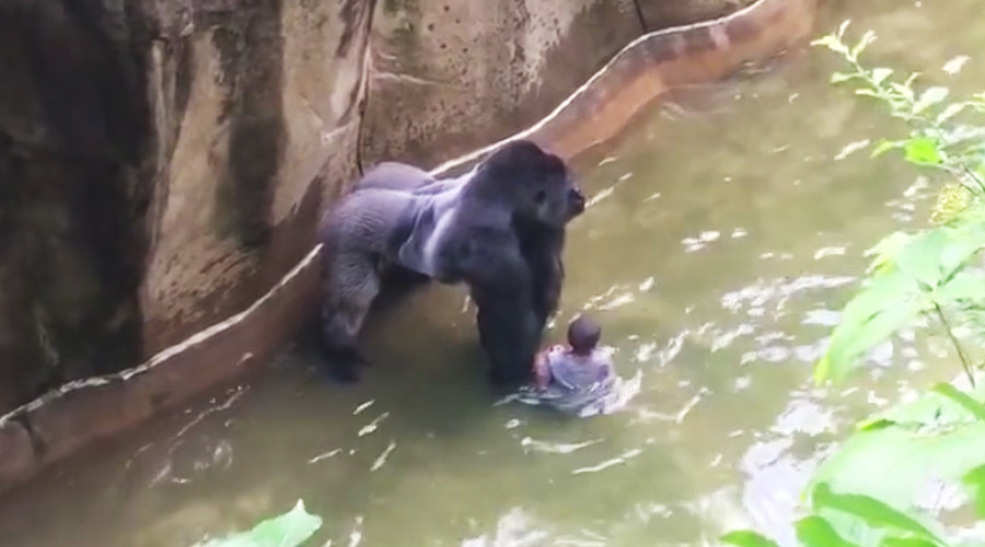 No charges for ‘attentive’ mother in Cincinnati Zoo gorilla death